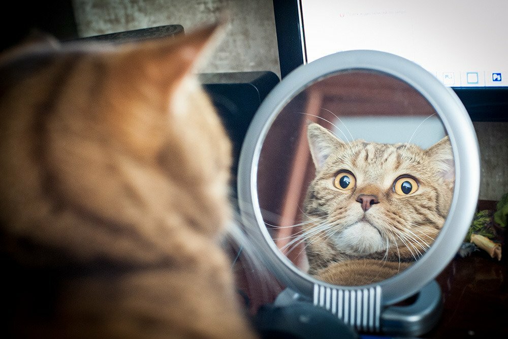 Котик смотрит в зеркало